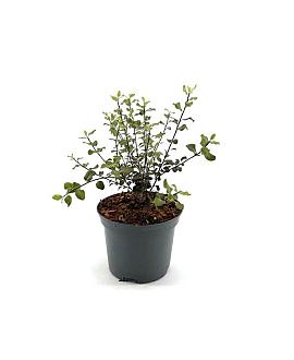 Pittosporum t. Dark Diva Pot 2 liter 25-30cm