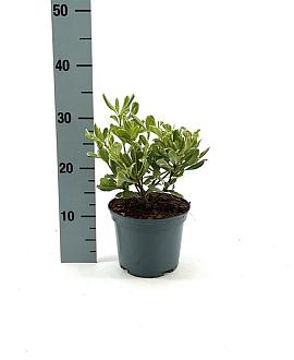 Pittosporum tob. 'Variegatum' Pot 2 Liter 20 - 30 cm