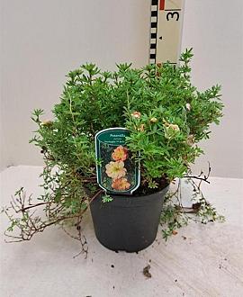 Potentilla f. Bella Apple Pot 3 liter 25-30cm
