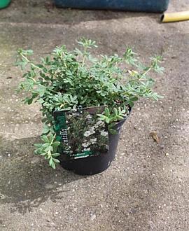 Potentilla f. Bella Bianca Pot 3 liter 25-30cm