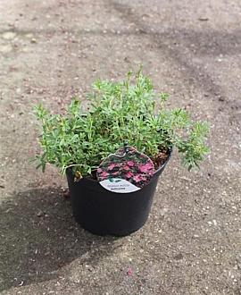 Potentilla f. Bellissima Pot 3 liter 25-30cm