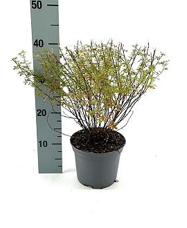 Potentilla f. 'Pretty Polly' Pot 2 Liter30 - 40 cm