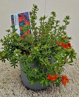 Potentilla f. 'Red Ace' Pot 2 liter 30-35cm