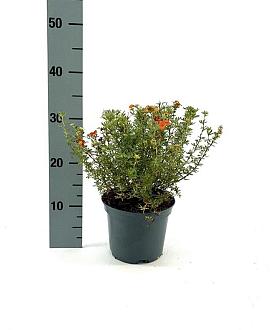 Potentilla f. 'Red Joker' Pot 2 liter 25-30cm