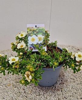 Potentilla f. 'Tilford Cream' Pot 2 liter 30-35cm