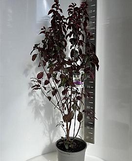 Prunus cer. Crimson Pointe Pot 10 liter 100 - 125 cm