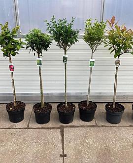 Prunus Gemengd Pot 10 liter Stam 80 cm