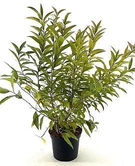 Prunus glandulosa Pot 3 Liter 30 - 40 cm