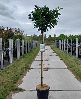 Prunus l. Etna Pot 12 liter Stam 120 cm