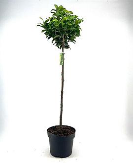 Prunus l. 'Antonius' Pot 10 liter Stam 80 cm