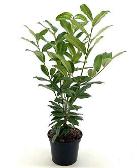 Prunus l. Genolia Pot 3 Liter 30 - 40 cm