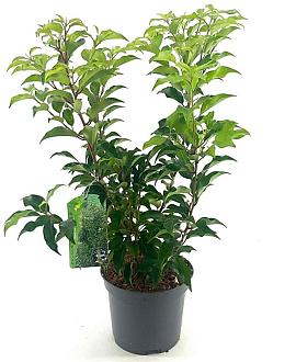 Prunus lusitanica 'Brenelia' Pot 3 Liter 30 - 40 cm