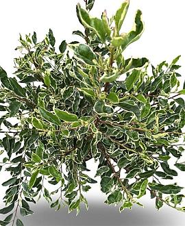 Prunus lusitanica 'Variegata' Pot 12 liter 80 - 100 cm