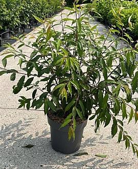 Prunus serrula Pot 12 liter 100 - 125 cm