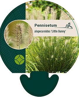 Pennisetum al. 'Little Bunny' Pot 9 cm