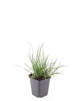 Pennisetum al. 'Little Bunny' Pot 9 cm