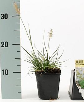 Pennisetum al. 'Little Bunny' Pot 9 cm
