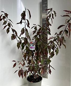 Prunus 'Trailblazer' Pot 10 liter 100 - 125 cm