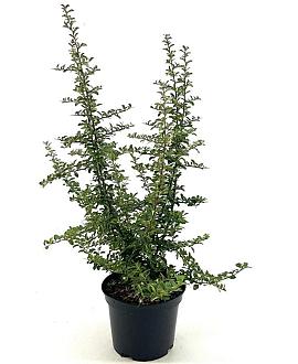 Pyracantha 'Teton' Pot 3 Liter 40 - 50 cm