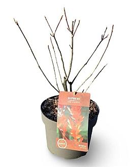 Quercus palustris Pot 4 Liter 30 - 40 cm