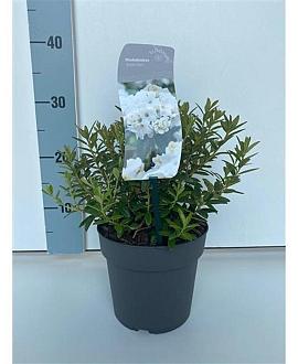 Rhododendron 'Arctic Tern' Pot 2 Liter 20 - 30 cm