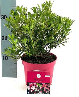 Rhododendron Bloombux Magenta Pot 2 Liter 20 - 30 cm