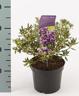 Rhododendron 'Blue Silver' Pot 2 Liter 20 - 30 cm