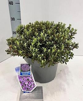 Rhododendron calostrotum keleticum Pot 5 Liter 20 - 30 cm