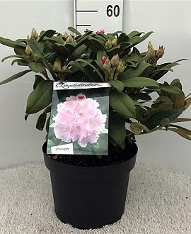 Rhododendron (Y) 'Doc' Pot 10 liter 40 - 50 cm