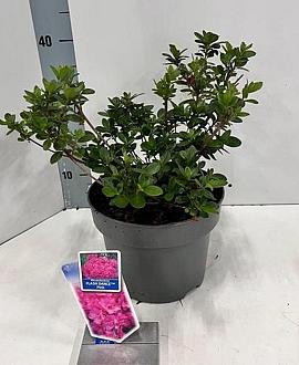 Rhododendron Flash Dance Pink Pot 5 Liter 20 - 30 cm