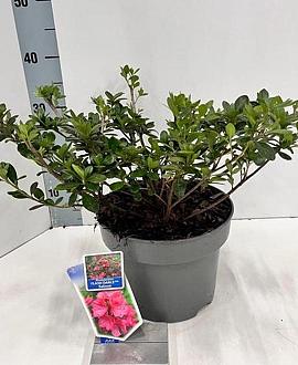 Rhododendron Flash Dance Salmon Pot 5 Liter 20 - 30 cm