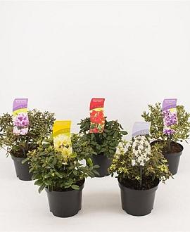 Rhododendron Gemengd Pot 2 Liter 20 - 30 cm