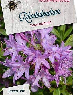 Rhododendron 'Gowenianum' Pot 150 liter 130 - 140 cm