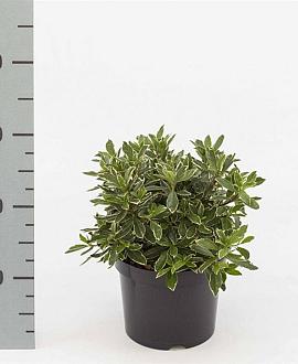 Rhododendron (AJ) 'Hot Shot' Pot 2 Liter 20 - 30 cm