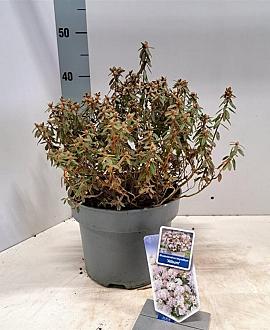 Rhododendron i. 'Album' Pot 5 Liter 20 - 30 cm