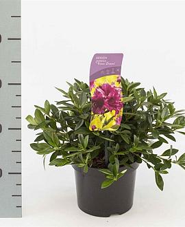 Rhododendron (AJ) 'Königstein' Pot 2 Liter 20 - 30 cm