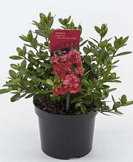 Rhododendron (AJ) 'Moederkensdag' Pot 2 Liter 20 - 30 cm