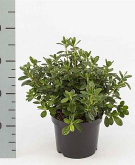 Rhododendron (AJ) 'Pleasant White' Pot 2 Liter 20 - 30 cm