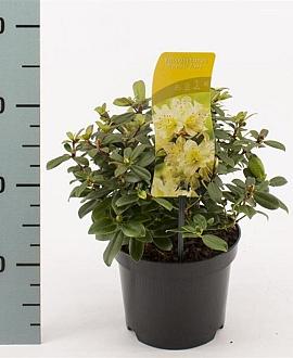 Rhododendron 'Princess Anne' Pot 2 Liter 20 - 30 cm