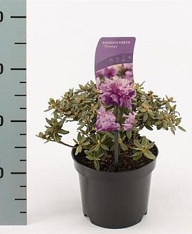 Rhododendron 'Ramapo' Pot 2 Liter 20 - 30 cm