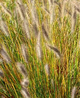 Pennisetum al. 'Moudry' Pot 9 cm