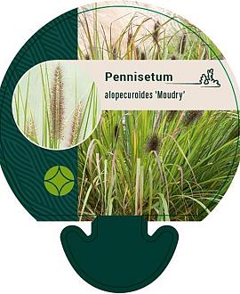 Pennisetum al. 'Moudry' Pot 9 cm