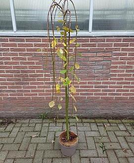 Salix caprea 'Kilmarnock' Pot 5 Liter Stam 120 cm