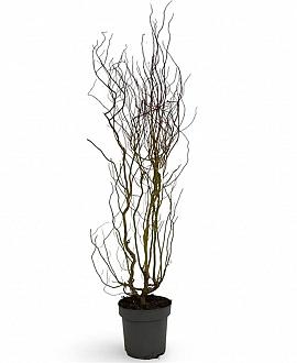 Salix 'Erythroflexuosa' Pot 12 liter 125 - 150 cm