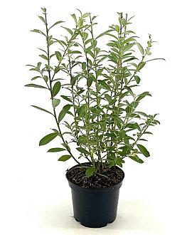 Salix gracilistyla 'Mt. Aso' Pot 3 Liter 30 - 40 cm