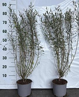 Salix purpurea 'Nana' Pot 2 Liter60 - 80 cm