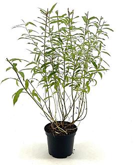 Salix udensis 'Sekka' Pot 3 Liter 30 - 40 cm