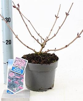 Sambucus nigra Black Beauty Pot 2 Liter30 - 40 cm