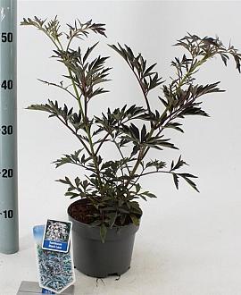Sambucus nigra Black Lace Pot 2 Liter30 - 40 cm