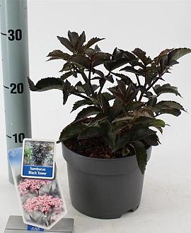 Sambucus nigra Black Tower Pot 2 liter 25-30cm